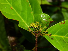 Salacia multiflora