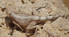 Agama anchietae