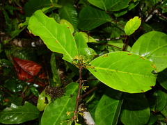 Salacia multiflora