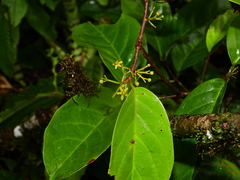 Salacia multiflora