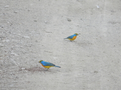 Passerina leclancherii