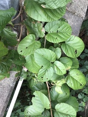 Byttneria grandifolia