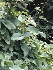 Byttneria grandifolia