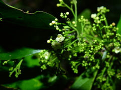 Salacia
