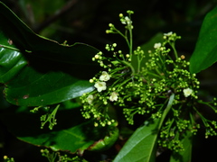 Salacia