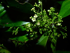 Salacia