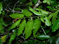 Salacia