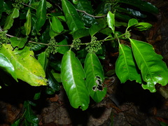 Salacia