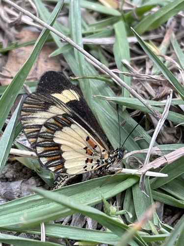 Yellow-banded Amber