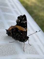 Vanessa dimorphica dimorphica