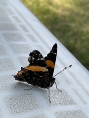 Vanessa dimorphica dimorphica