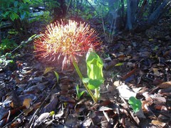 Scadoxus multiflorus