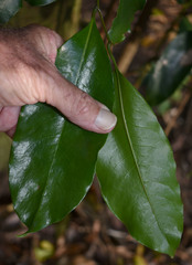 Endiandra longipedicellata