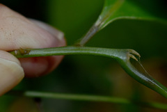 Endiandra longipedicellata