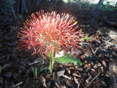Scadoxus multiflorus