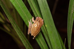 Leptomantis cyanopunctatus