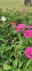 Danaus plexippus