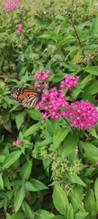 Danaus plexippus