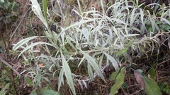 Achyrocline bogotensis