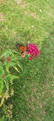 Danaus plexippus