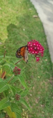 Danaus plexippus