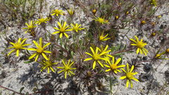 Gorteria piloselloides