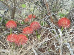 Scadoxus multiflorus