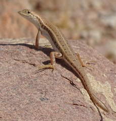 Trachylepis acutilabris