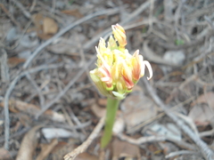 Scadoxus multiflorus