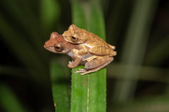 Leptomantis cyanopunctatus