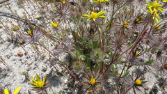 Gorteria piloselloides