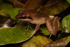 Limnonectes paramacrodon