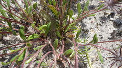 Gorteria piloselloides