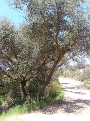 Quercus agrifolia oxyadenia