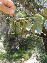 Quercus agrifolia oxyadenia
