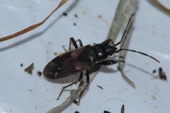 Eremocoris fenestratus