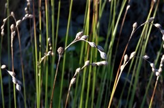 Carex silicea