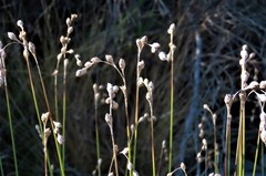 Carex silicea