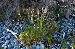 Carex silicea