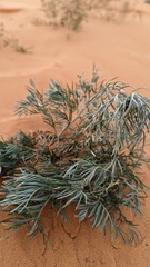 Sophora stenophylla