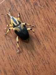 Metamasius sericeus