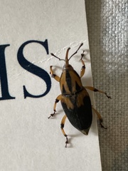 Metamasius sericeus