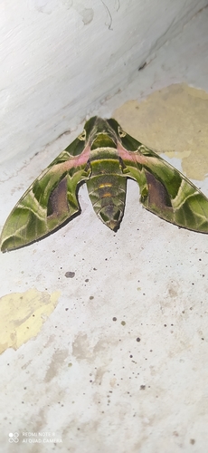 Oleander Hawkmoth