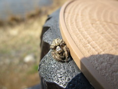 Plexippoides annulipedis