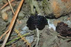 Cycloglypha thrasibulus