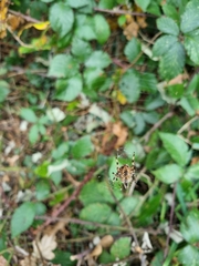Araneus diadematus