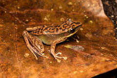 Chalcorana megalonesa