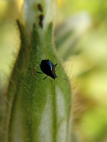 Brachycaudus lychnidis
