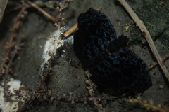 Cycloglypha thrasibulus