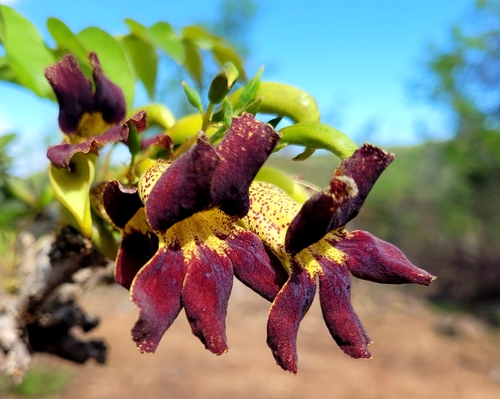 Markhamia zanzibarica